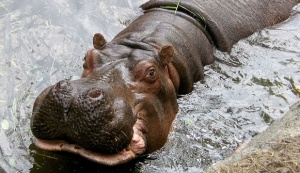 6 Hippo